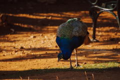 Magistrala-2024-3.-dan-17